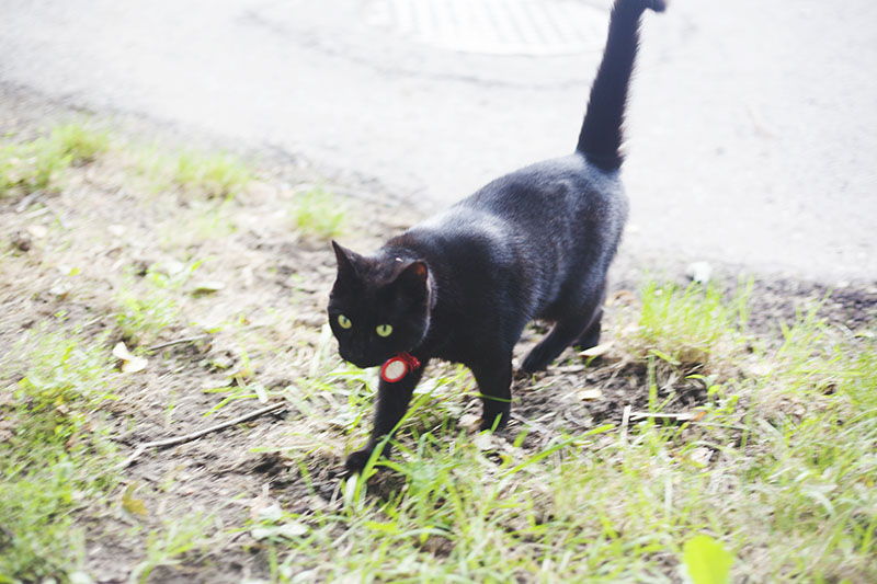 black-cat-red-collar