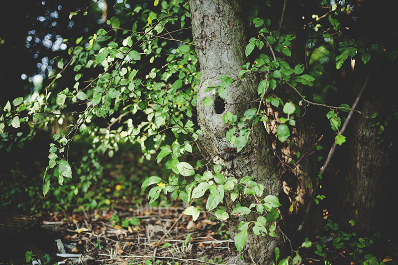 nature-photograph-tree-with-hole