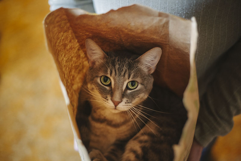 kittyclysm-cat-blog-reviews-kitty-training-tips